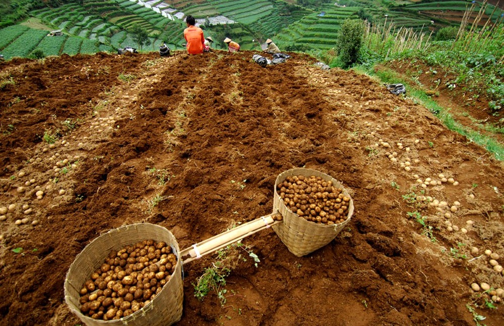 Banjarnegara Agro Wisata
